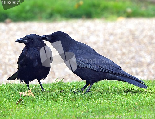 Image of Crows