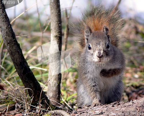 Image of Angry Squirrel