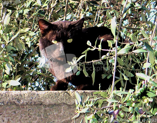 Image of Cat on alert