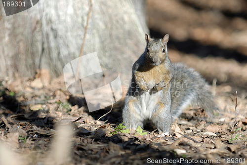 Image of Squirrel with an Attitude with Room for Text