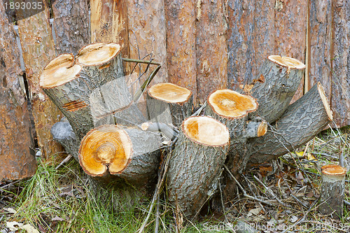 Image of Stump of alder