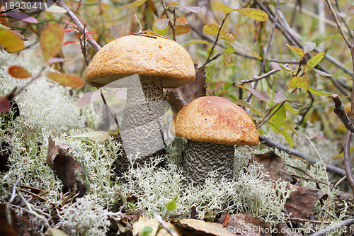 Image of Two orange-cap boletus (Leccinum aurantiacum)