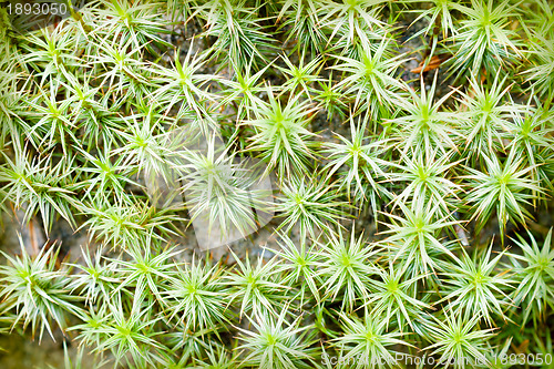 Image of Moss