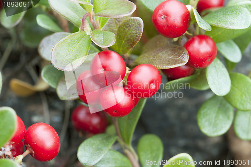 Image of Bearberry (Arctostaphulos uvaursi)