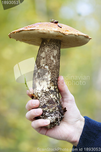 Image of An orange-cap boletus (Leccinum aurantiacum)