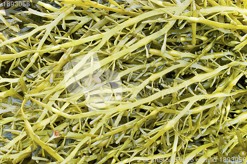 Image of Seaweed of family a fucus (Fucaceae)