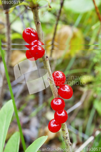 Image of Deadly poisonous berry