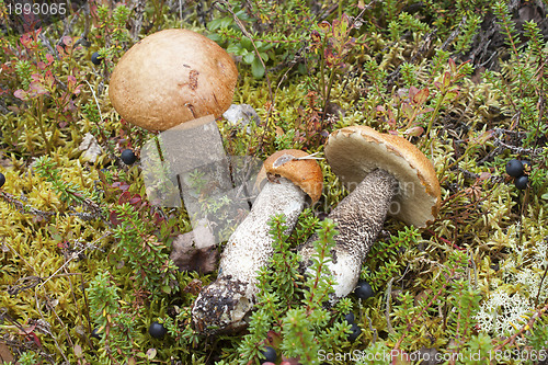 Image of Tree orange-cap boletus (Leccinum aurantiacum)