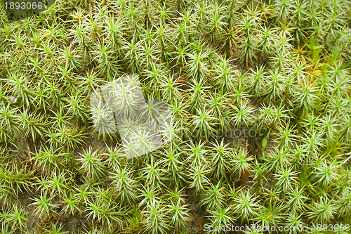 Image of Green moss