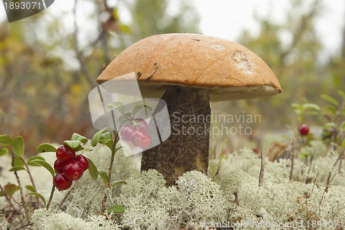 Image of An orange-cap boletus (Leccinum aurantiacum)