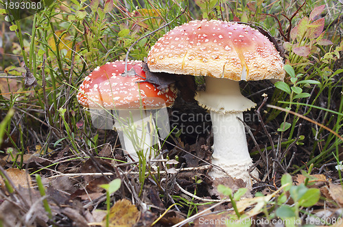 Image of Two beautiful fly agarics (Amanita muscaria)