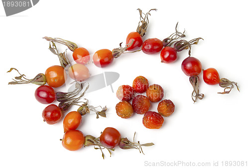 Image of Ripe berries of a dogrose