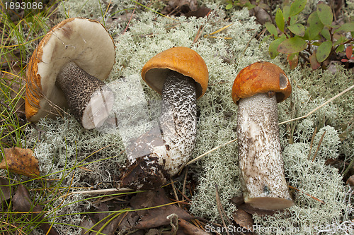 Image of Tree orange-cap boletus (Leccinum aurantiacum)