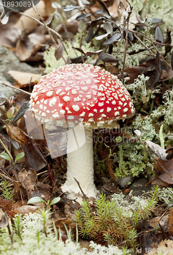 Image of One  beautiful fly agaric (Amanita muscaria)