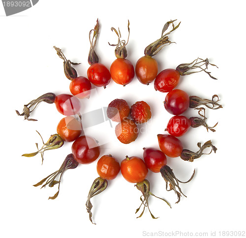 Image of Ripe berries of a dogrose