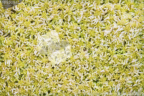 Image of Moss