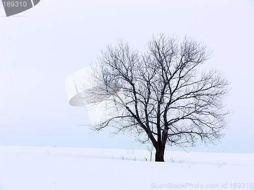 Image of Winter Solitute