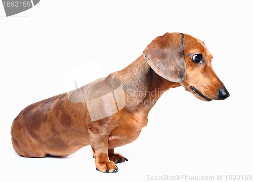 Image of brown short hair dachshund dog