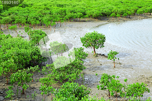 Image of Red Mangroves