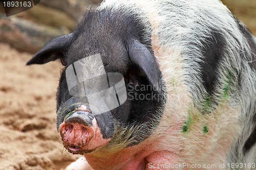 Image of pig