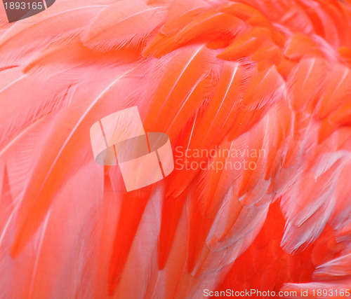 Image of flamingo feather