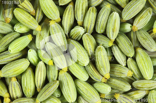 Image of Fennel seeds