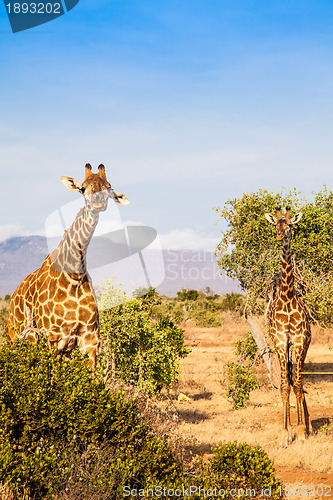 Image of Free Giraffe in Kenya