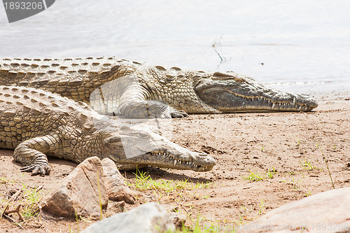 Image of Kenian crocodiles