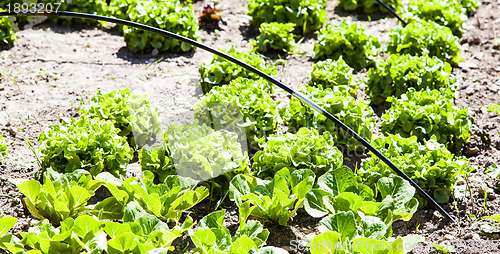 Image of Vegetable Garden