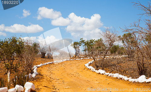 Image of Savana road