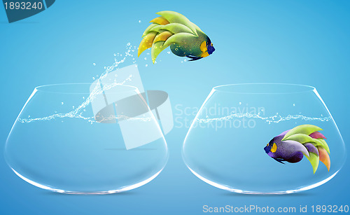 Image of Angelfish jumping to other bowl