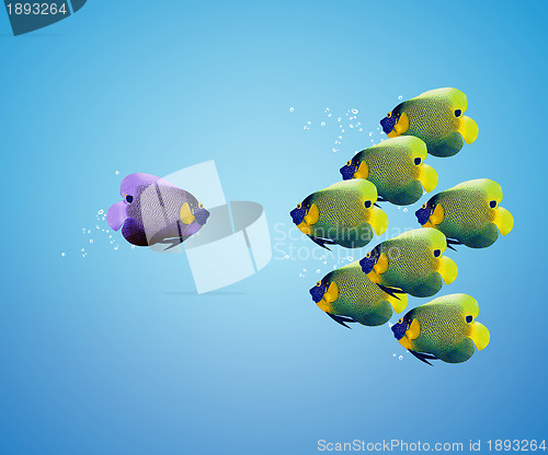 Image of big angelfish leading group of angelfish
