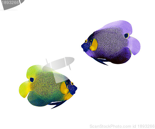 Image of colorful angelfish