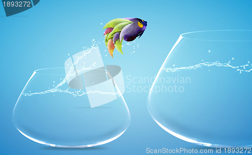 Image of Angelfish jumping to other bowl