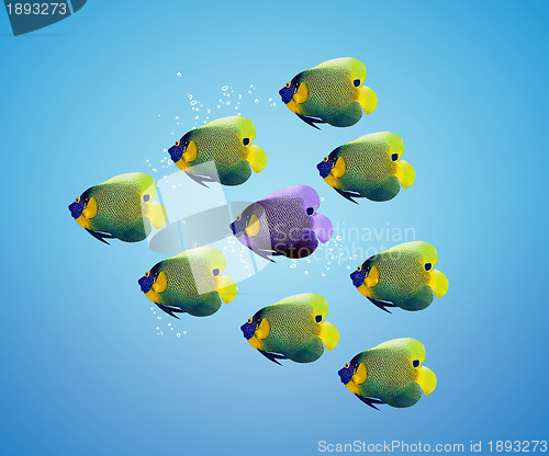 Image of Purble angelfish between group of green angelfish