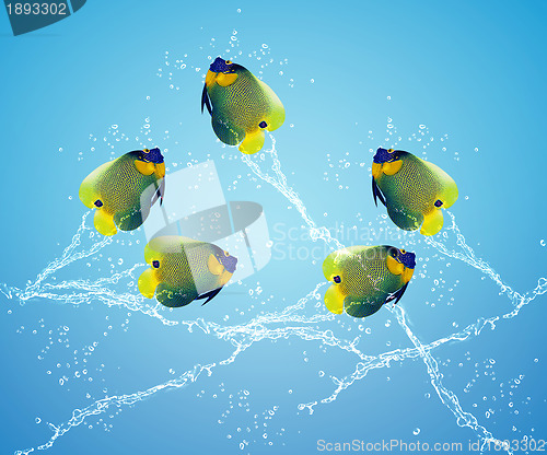 Image of Angelfish jumping