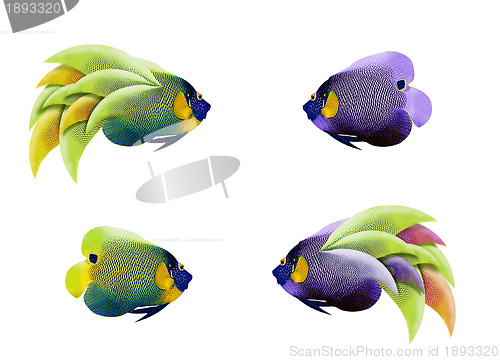 Image of colorful angelfish