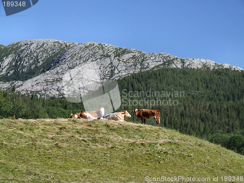 Image of Cows in the mountains