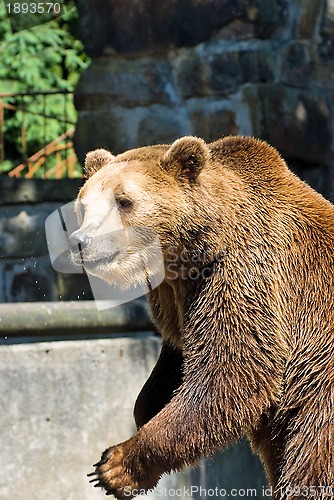 Image of brown bear