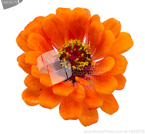 Image of orange zinnia violacea flower isolated on white 