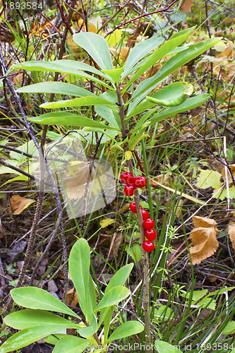 Image of Deadly poisonous berry