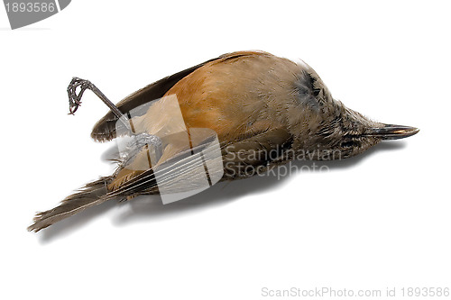 Image of Dead bird 