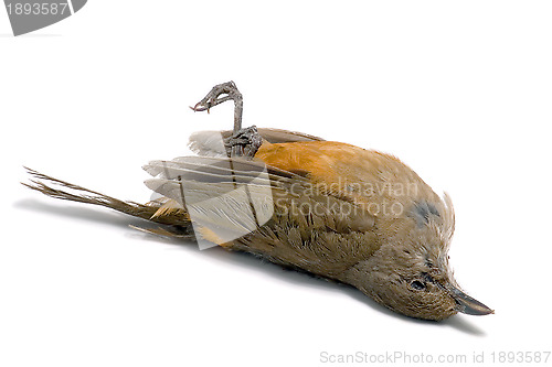 Image of Dead bird 