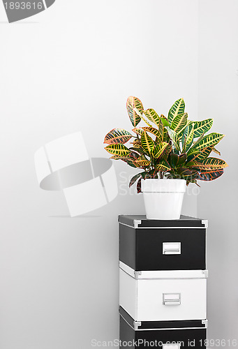 Image of Storage boxes and green plant in a room corner