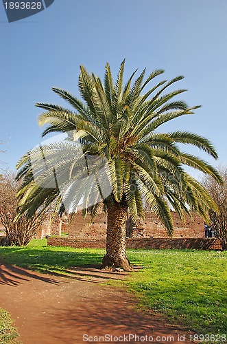 Image of Palm tree