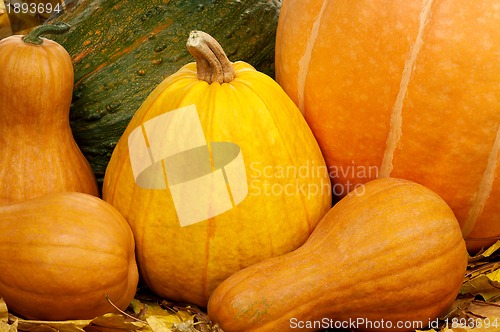 Image of Ripe pumpkins