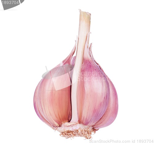 Image of Fresh garlic