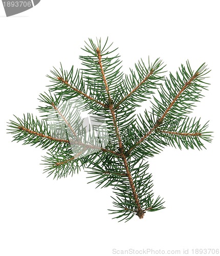 Image of Fir branch