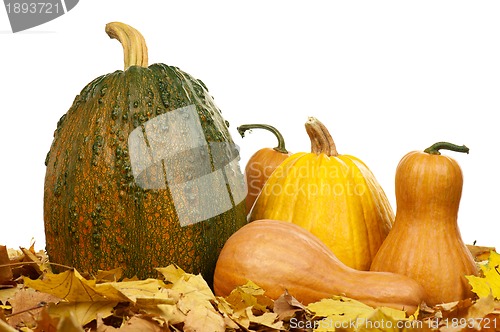 Image of Ripe pumpkins