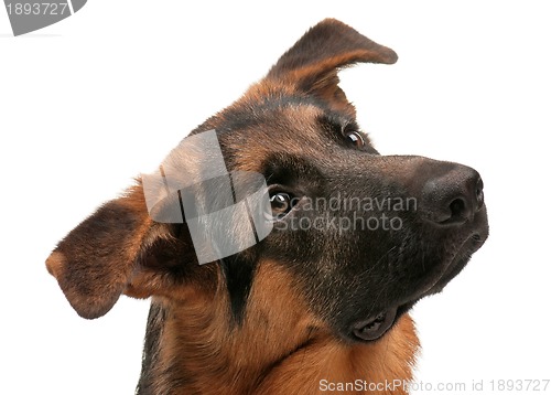 Image of German shepherd
